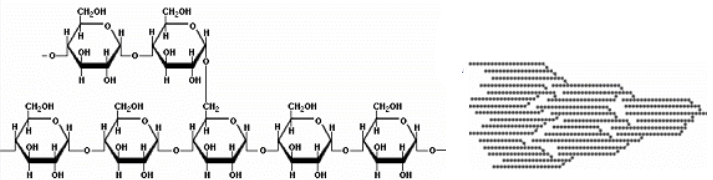 amylopeptine