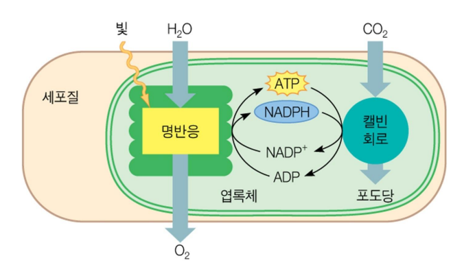 bioenergy