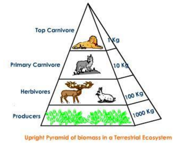 biomasspyramid